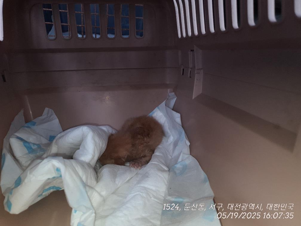 대전동물보호센터_430366202500289